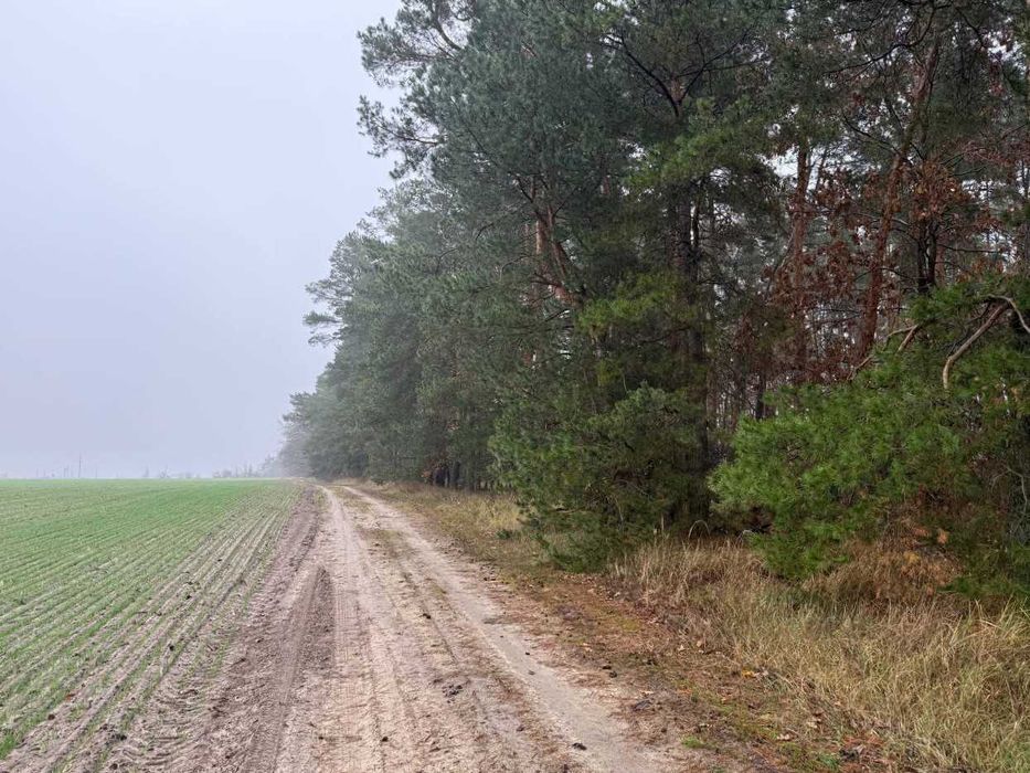 Продаж ділянки 335 соток біля лісу