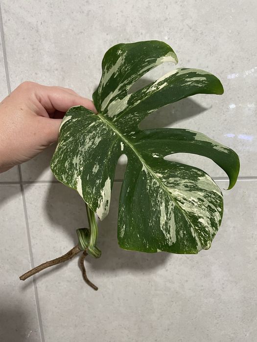 Монстера Аlbo white var, Тайське сузірʼя