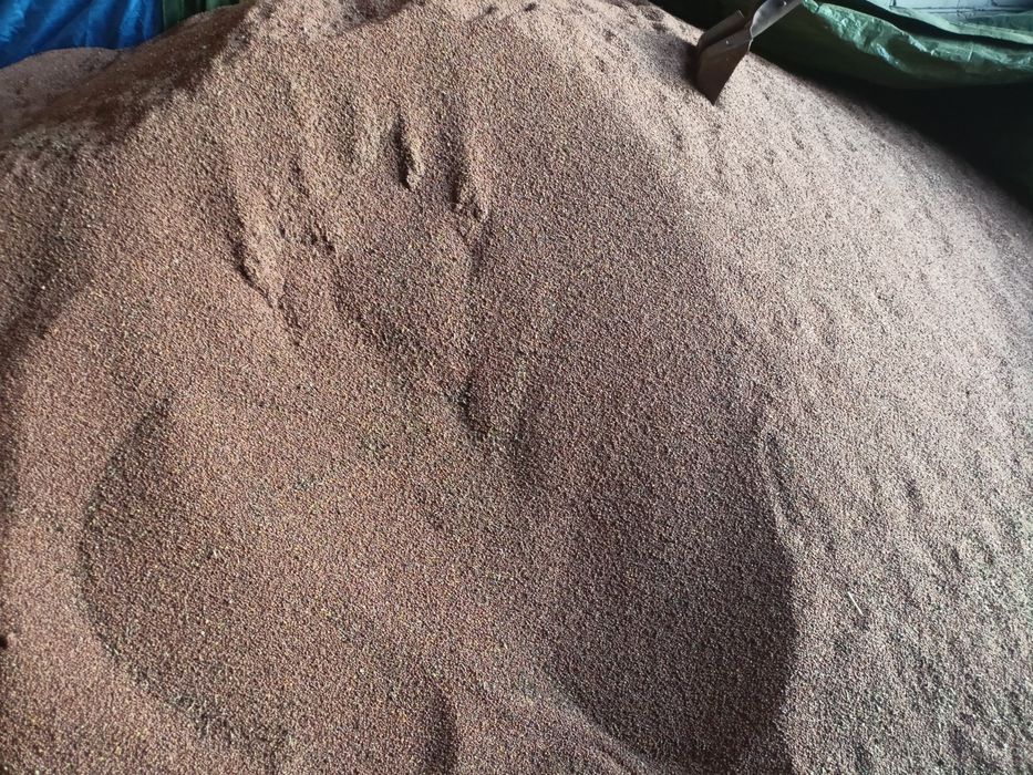 Rzodkiew oleista na poplon