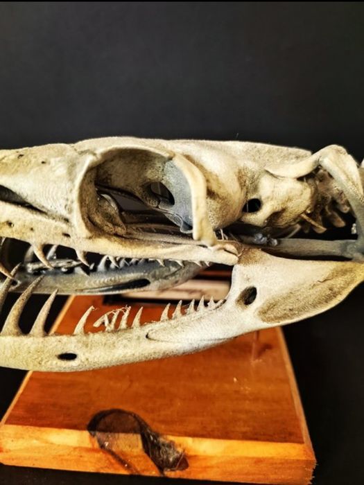 Jibóia titã Crânio- titanoboa