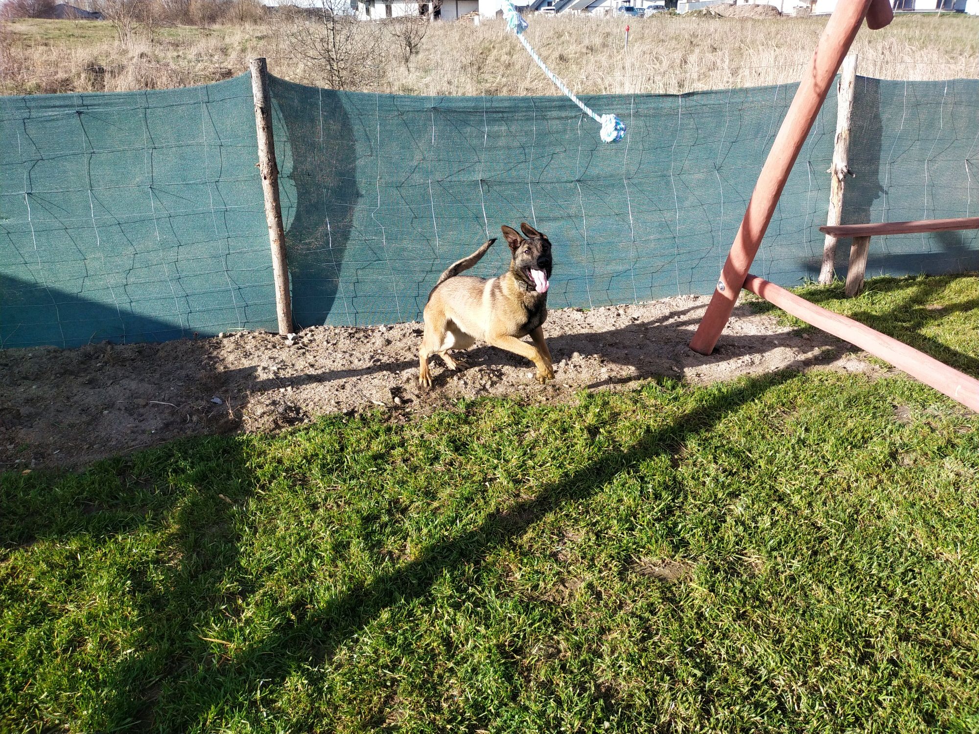 Owczarek belgijski malinois