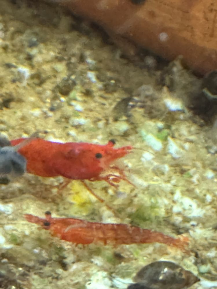 Krewetki Neocardina RED SAKURA