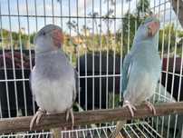 Casal ring necks cc 2025