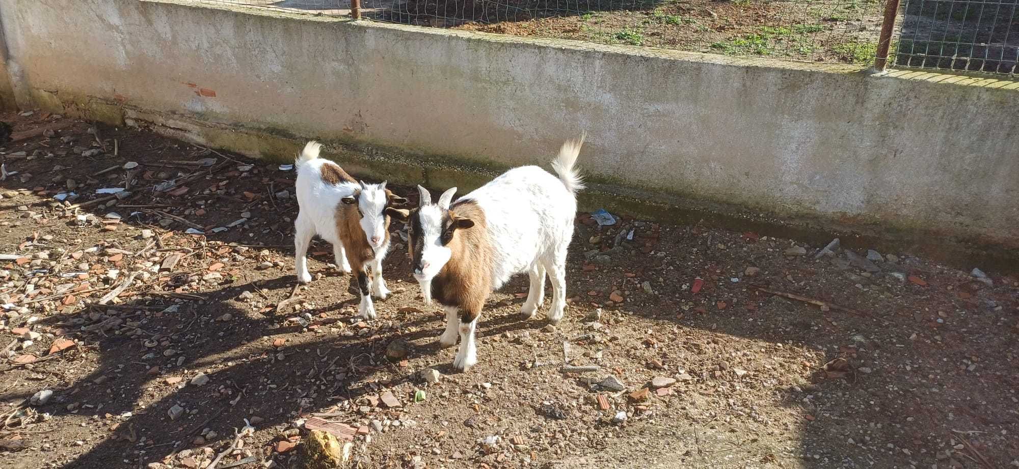 Animais (preço por animal)