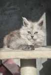 Kocurek Maine Coon z rodowodem Tica