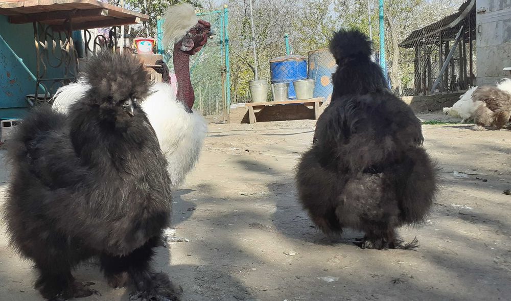 яйцо инкубационное Silkie китайская шёлковая пуховая кур,петух,цыплята