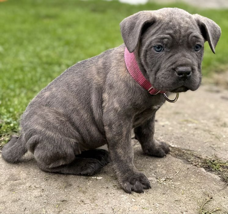 Suczka cane corso z rodowodem