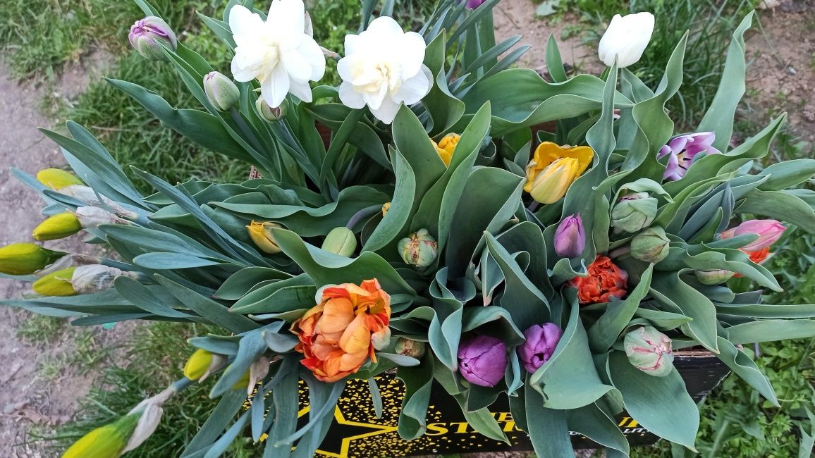 Виноград, ожина, полуниця, квіти, рослини