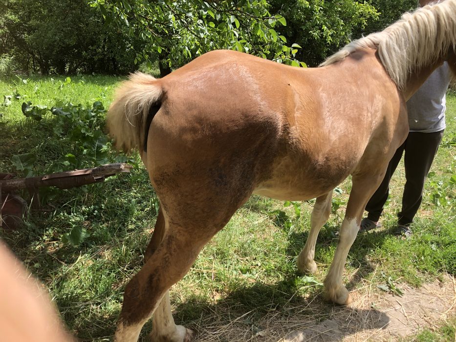 Продам лоша 9 місяців по гарних конях