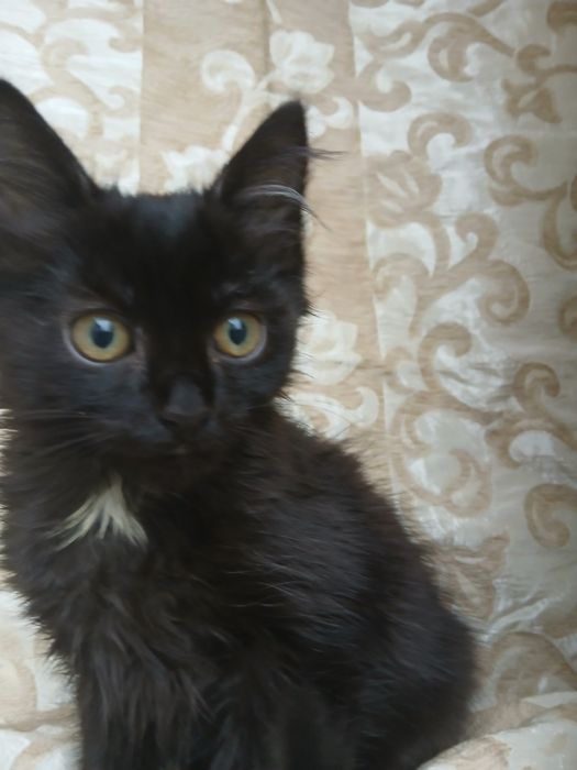 Отдам котенка в добрые руки!