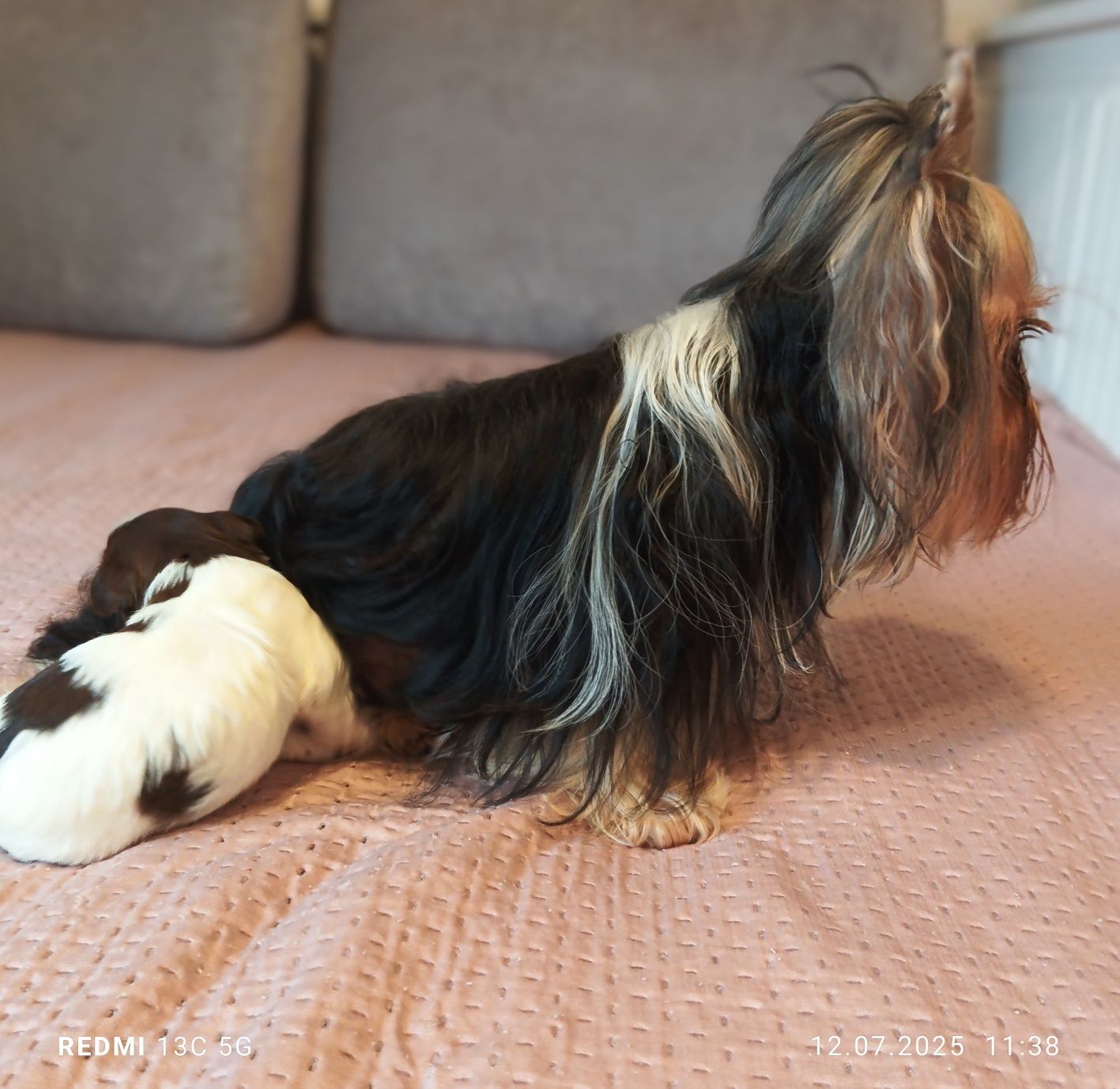 Yorkshire terrier biewer