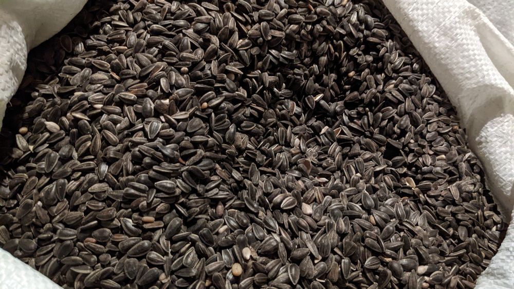 Słonecznik czarny 20kg pokarm dla ptaków