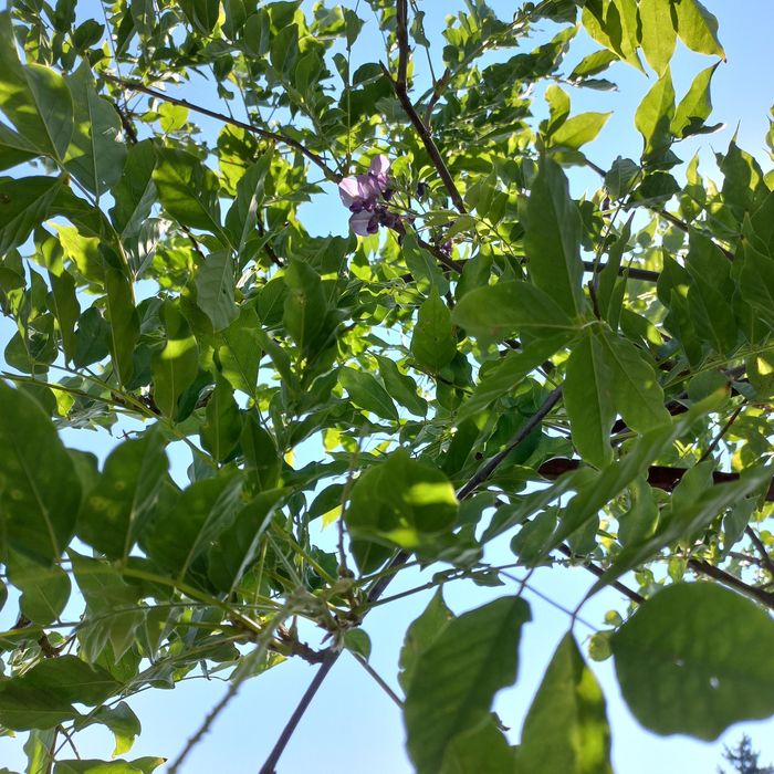 Продам Глицинию (Вистерия) 3 лет, в контейнере распродажа