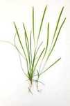 Nawóz do roślin akwariowych 5 spiralis, 4ocotpus, 5rotala dla p. Marty