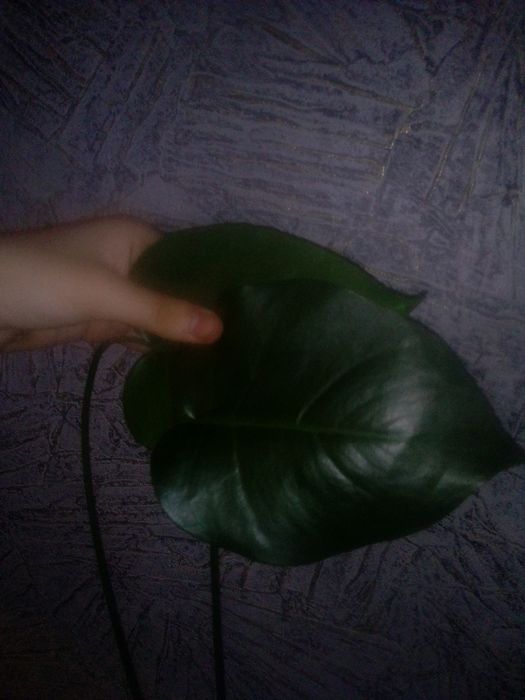 Монстера деликатесная