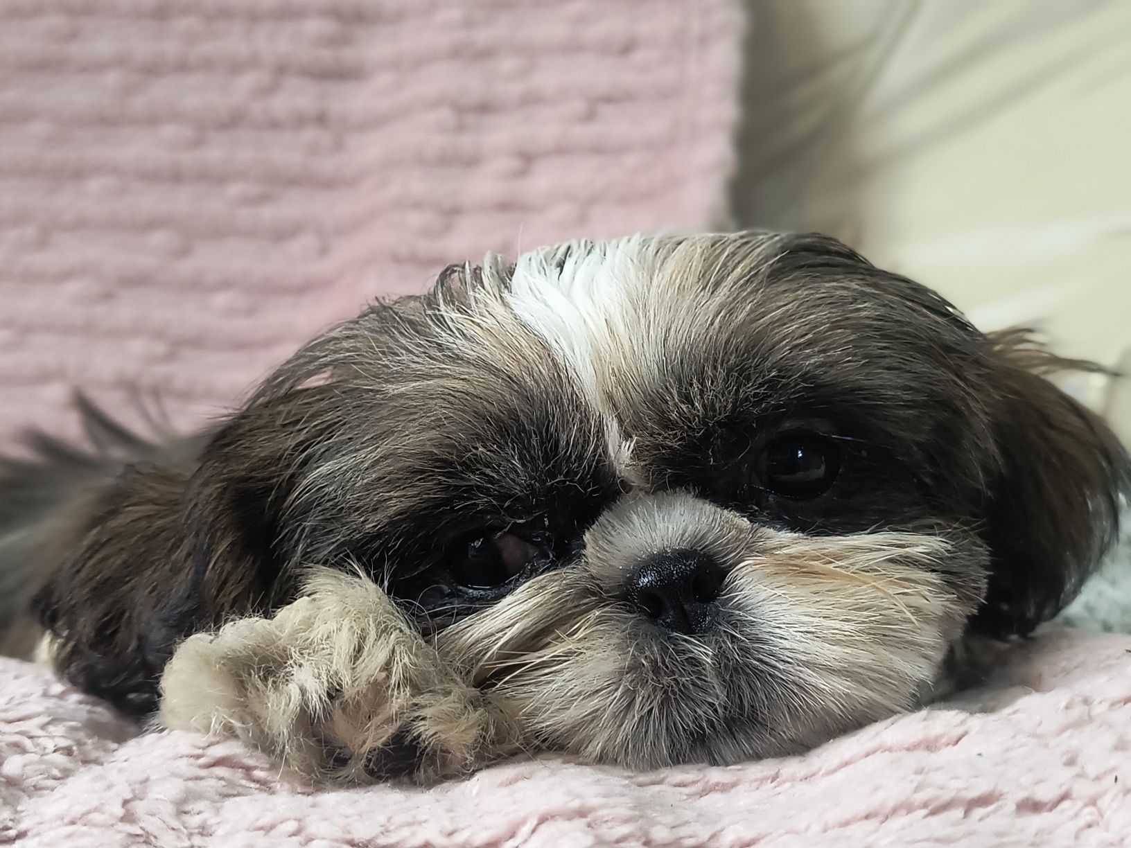 Suczka  śliczna tricolor shihtzu