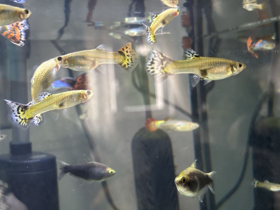 Guppys machos e femeas