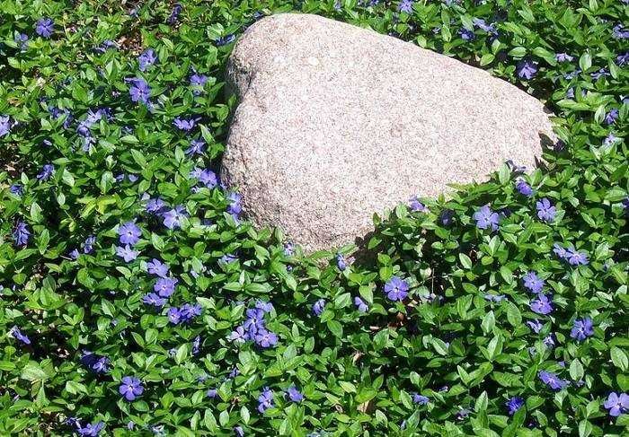 Barwinek pospolity 300 SZTUK sadzonki zadarniający 20 cm pod drzewa