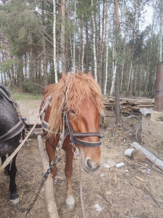 Продам кобилу. 3. Роки