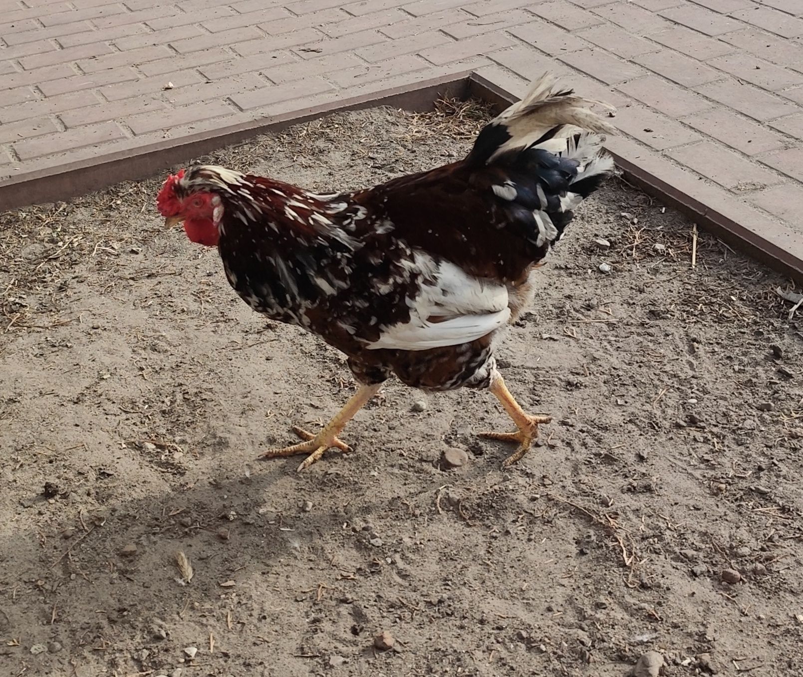 Czubatki kolorowe porcelanowe pary