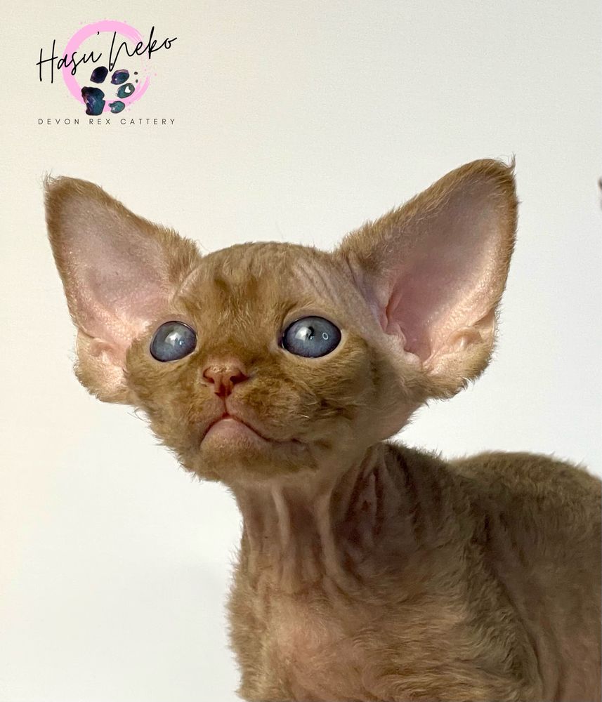 Cynamonowy piekny kocurek rasy Devon Rex z Hasu’Neko*PL
