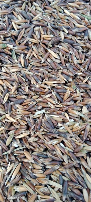 Owies czarny ładny dorodny