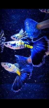 Gupik gupiki Galaxy blue tail