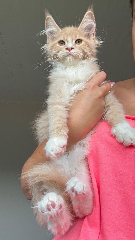 Cudna kremowo biała koteczka Maine Coon