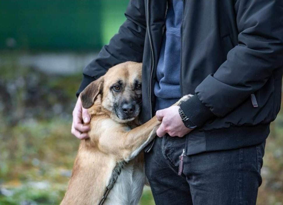 Wierny Hachiko cierpi w gminnym kojcu