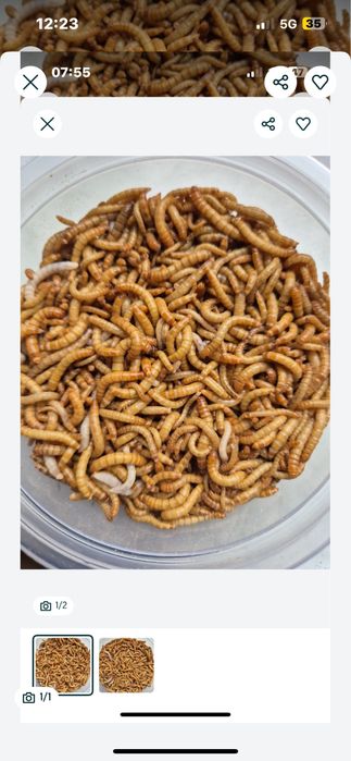 Macznik dla pani Magdy