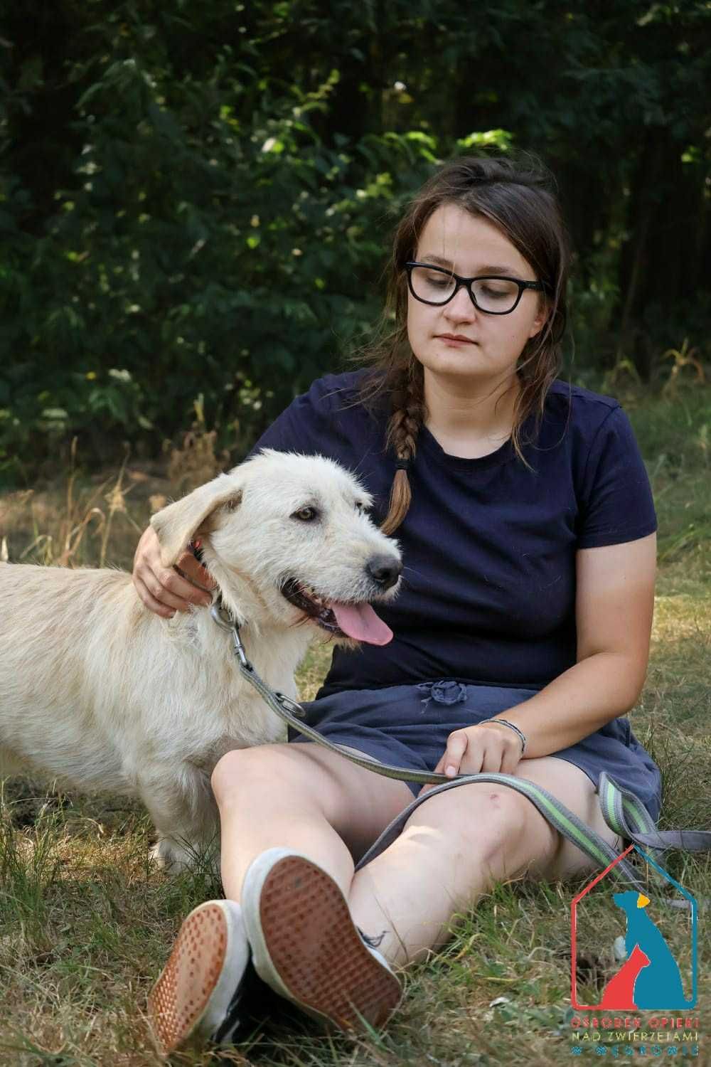 PIĘKNY, MŁODY pies pełen miłości i oddania, lubi koty - adoptuj