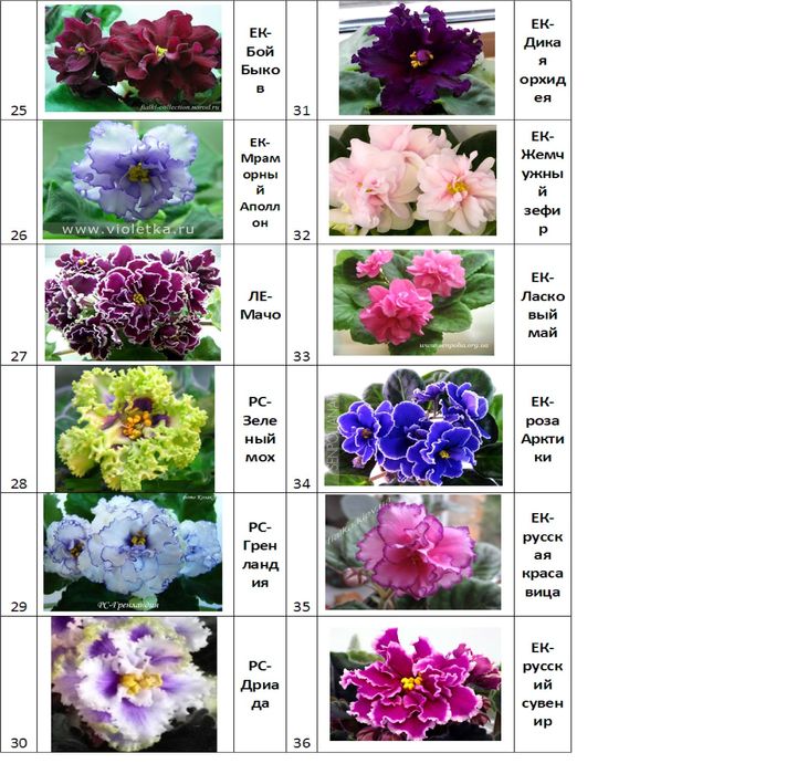 Сортовые сенполии фиалки