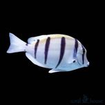 Ryba Acanthurus Triostegus