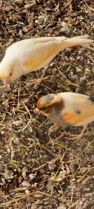 Kanarki samce samice