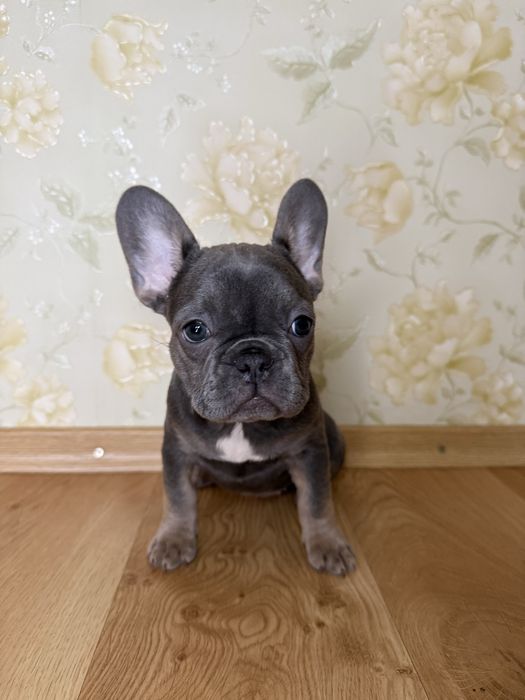 Blue tan щенки французского бульдога/залишись неймовірно гарні дівчатк