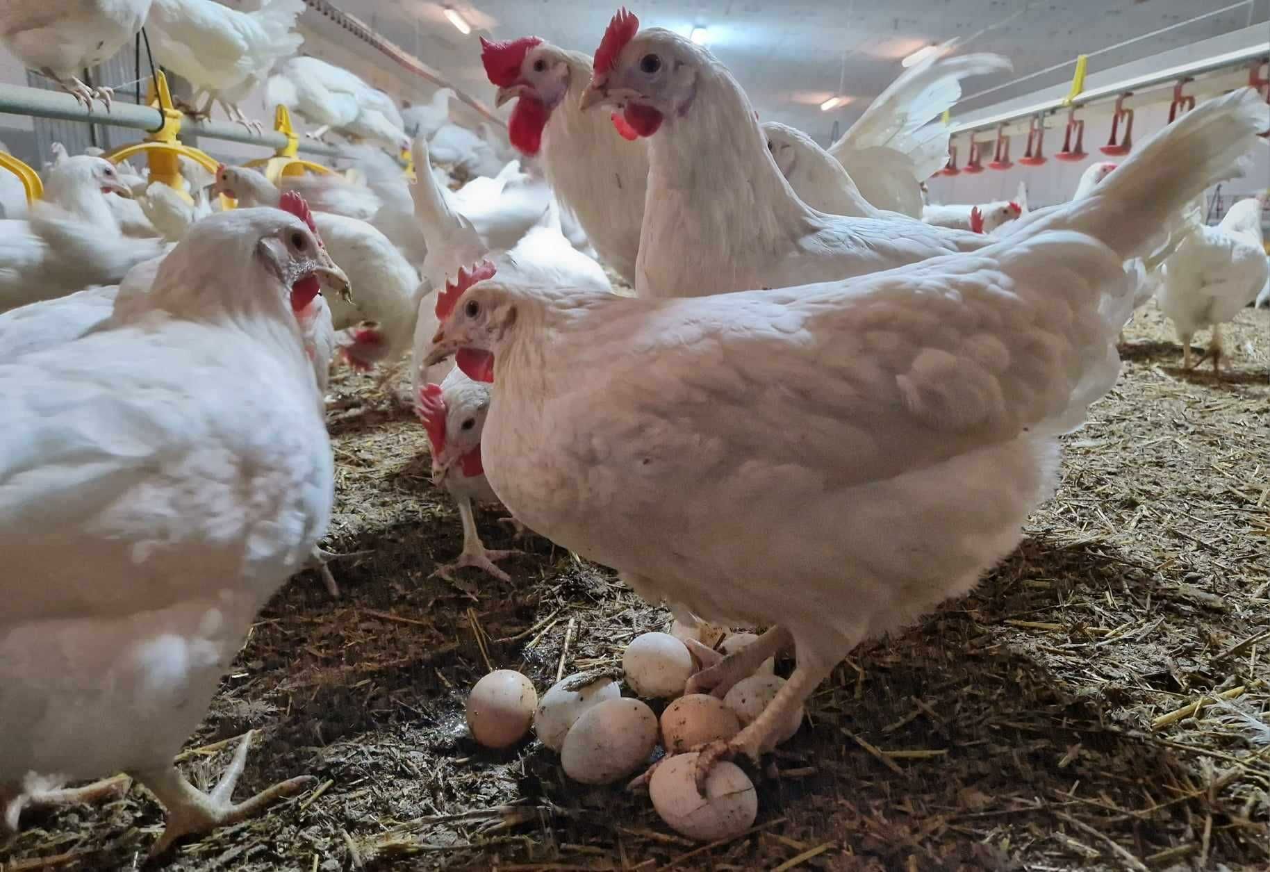 Tetra biała jak leghorn kurka nioska