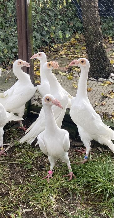 Gołębie kariery białe