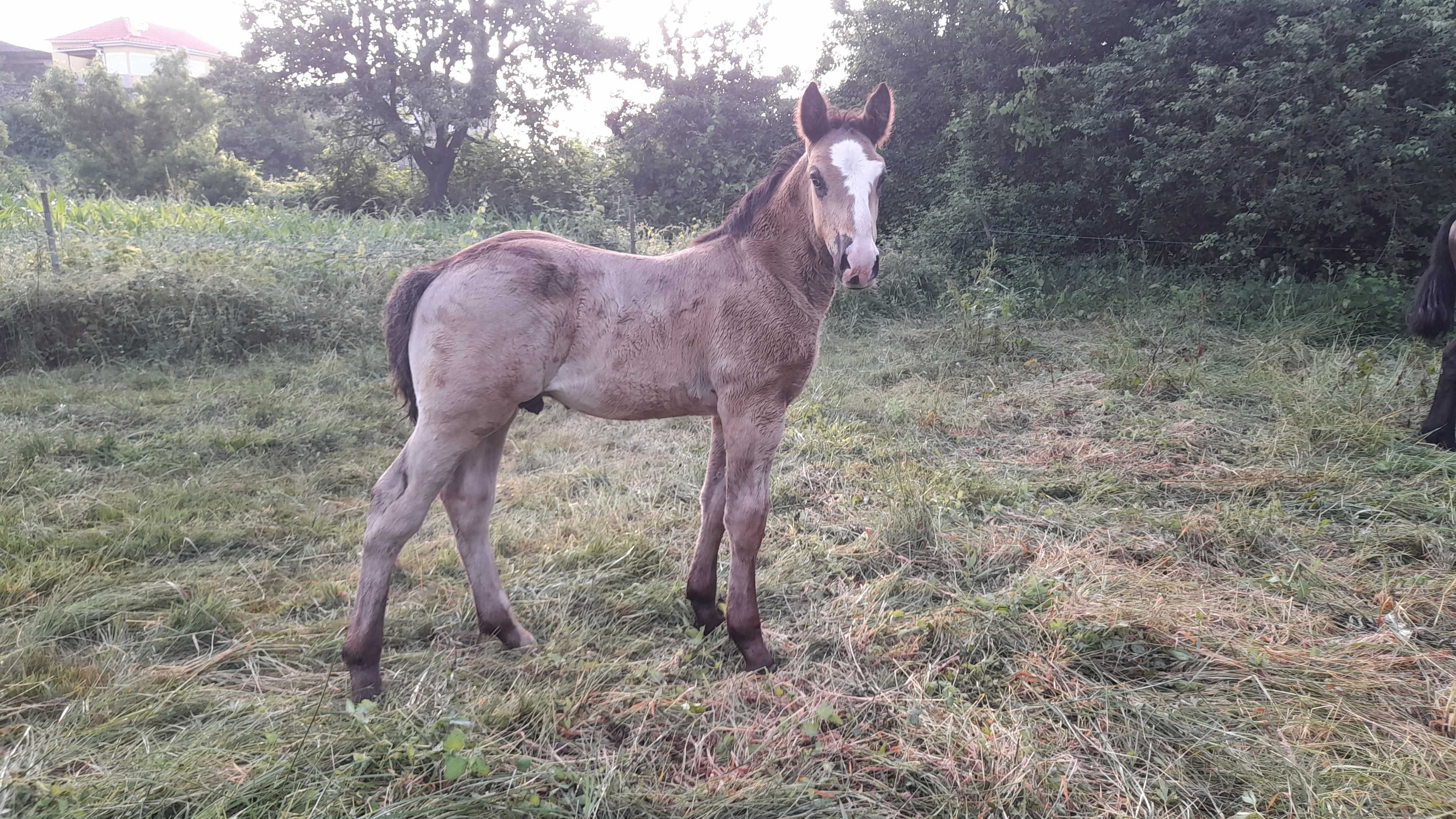 Poldros Percheron x Hispano Breton - Cavalos de tiro