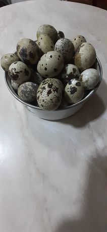 Продам домашние перепелиные яйца