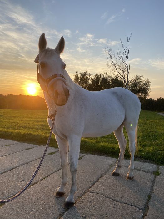 Oddam konia w dzierżawę