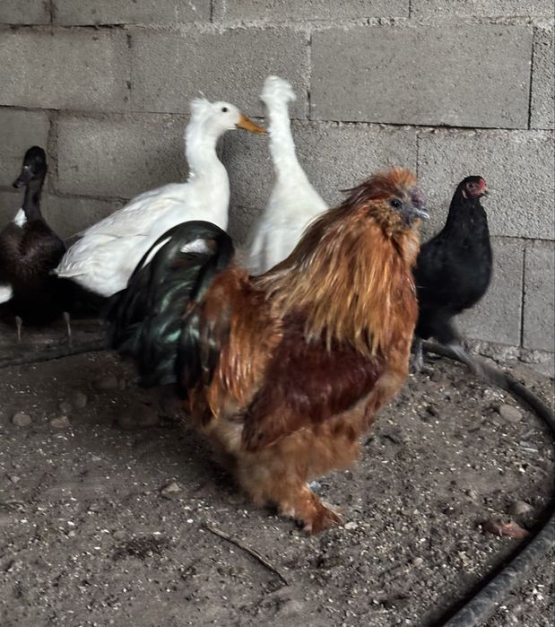 Galo Sedosa do Japão