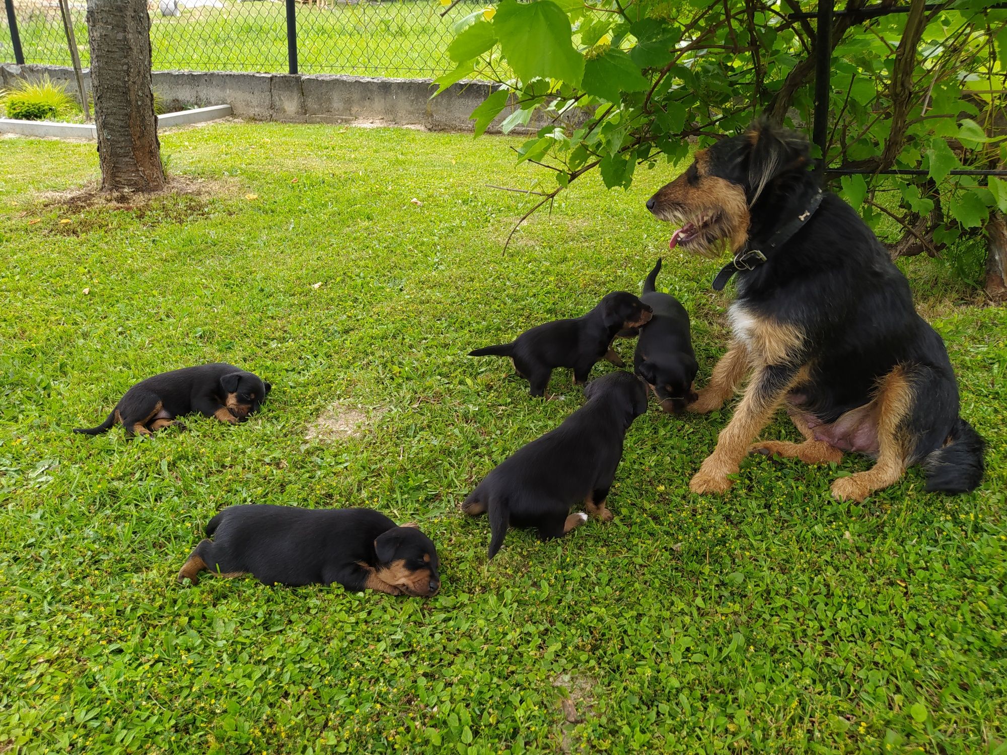 Terrier Niemiecki oddam w dobre ręce