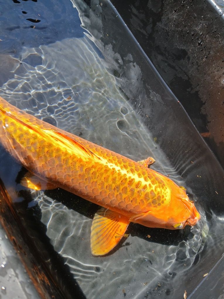 Carpa koi matsuba