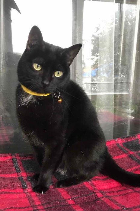 Кошечка Чурочка  бесплатно