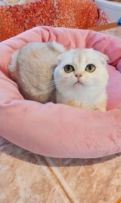 Чарівна зеленоока красунечка шотландська дівчинка