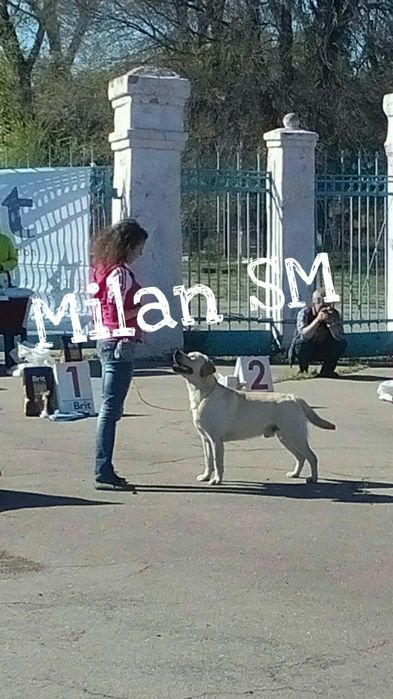 Вязка. Лабрадор ретривер. Кобель.