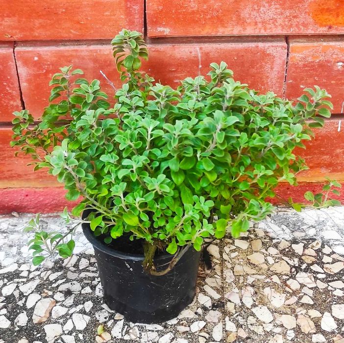 Lúcia-lima Tomilho Alecrim Salvia Segurelha Manjerona Hortelã Louro