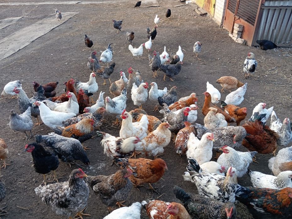 Продам домашніх молодих петушків