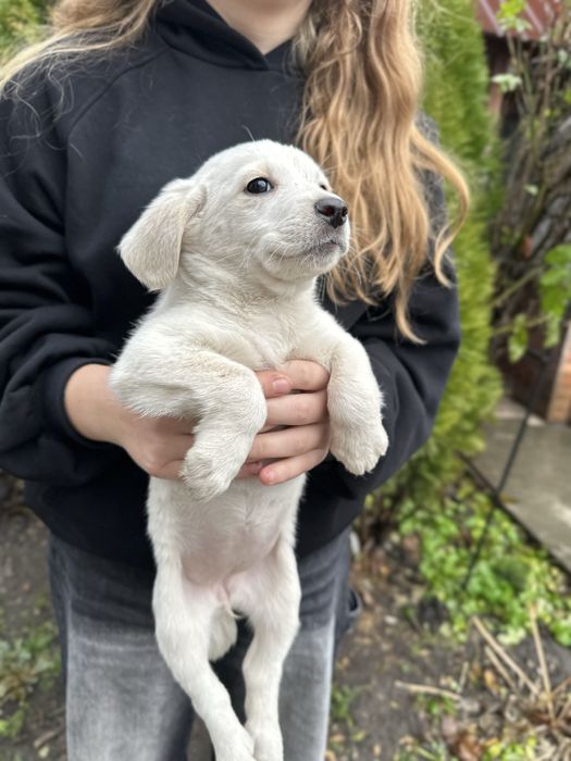 Маленькі цуцики шукають сімʼю