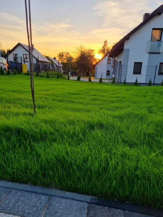 Zakładanie trawników